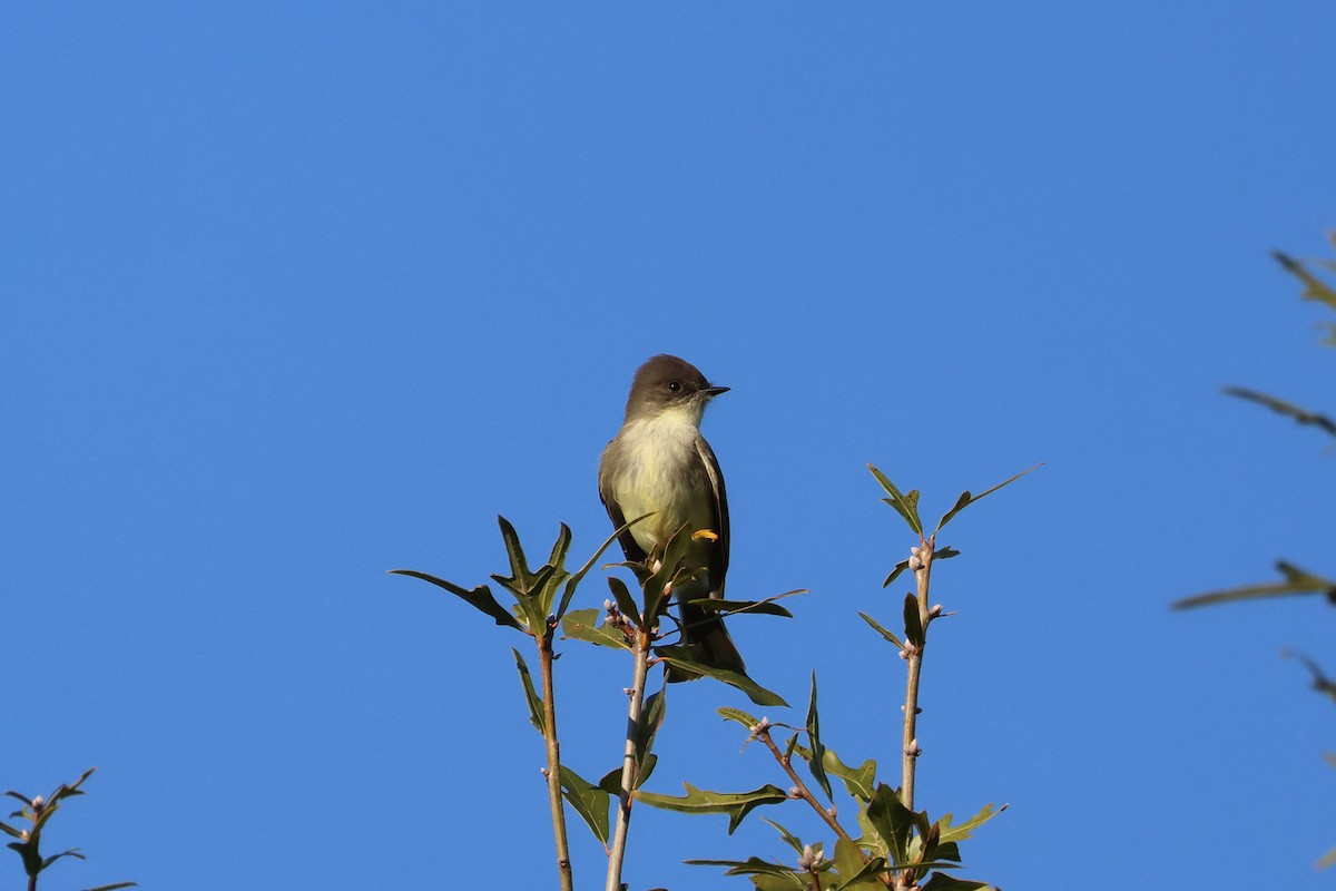 Eastern Phoebe - ML644597756