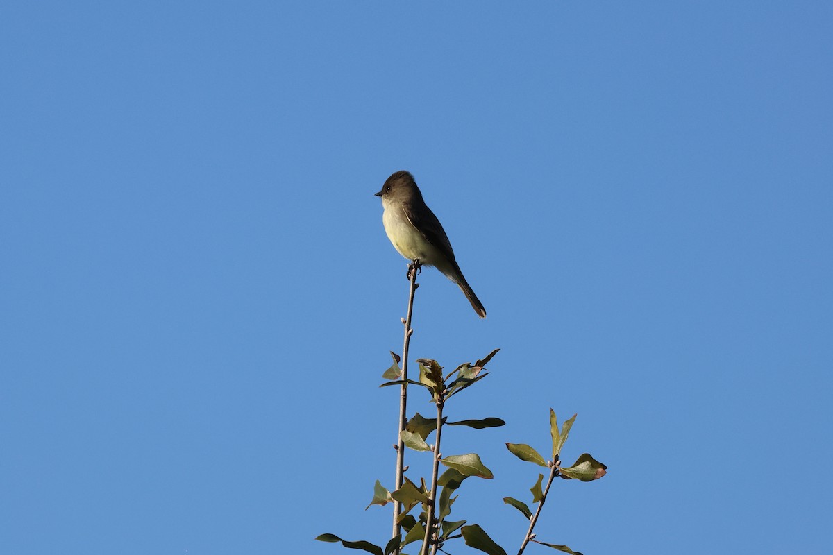 Eastern Phoebe - ML644597758