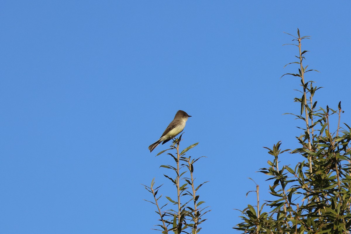 Eastern Phoebe - ML644597762