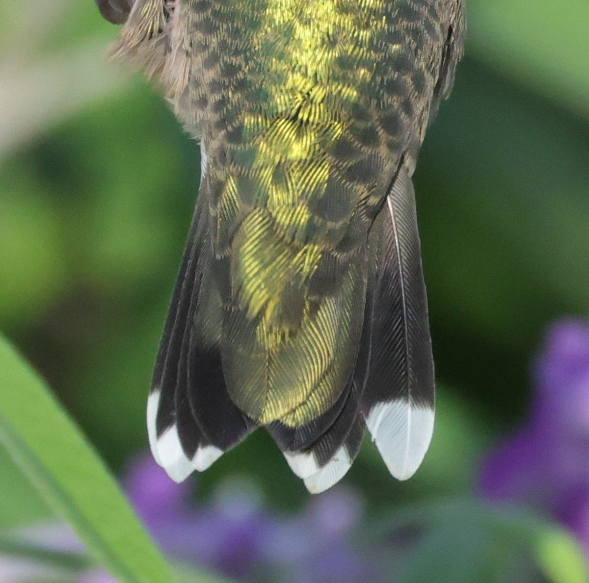 Yakut Boğazlı Kolibri - ML644597767