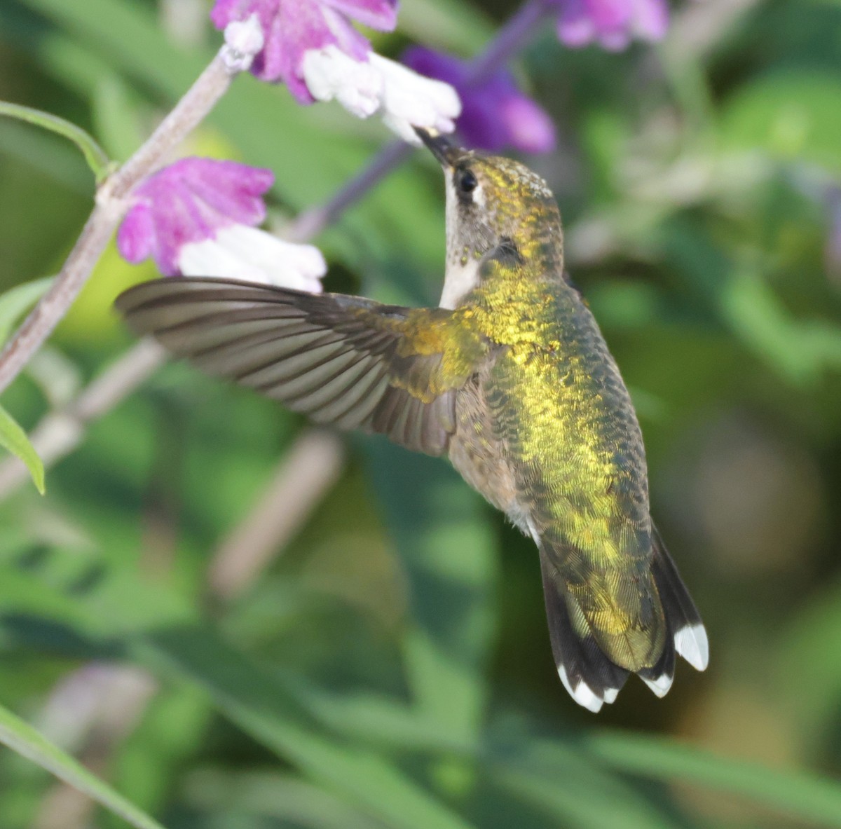 Yakut Boğazlı Kolibri - ML644597768