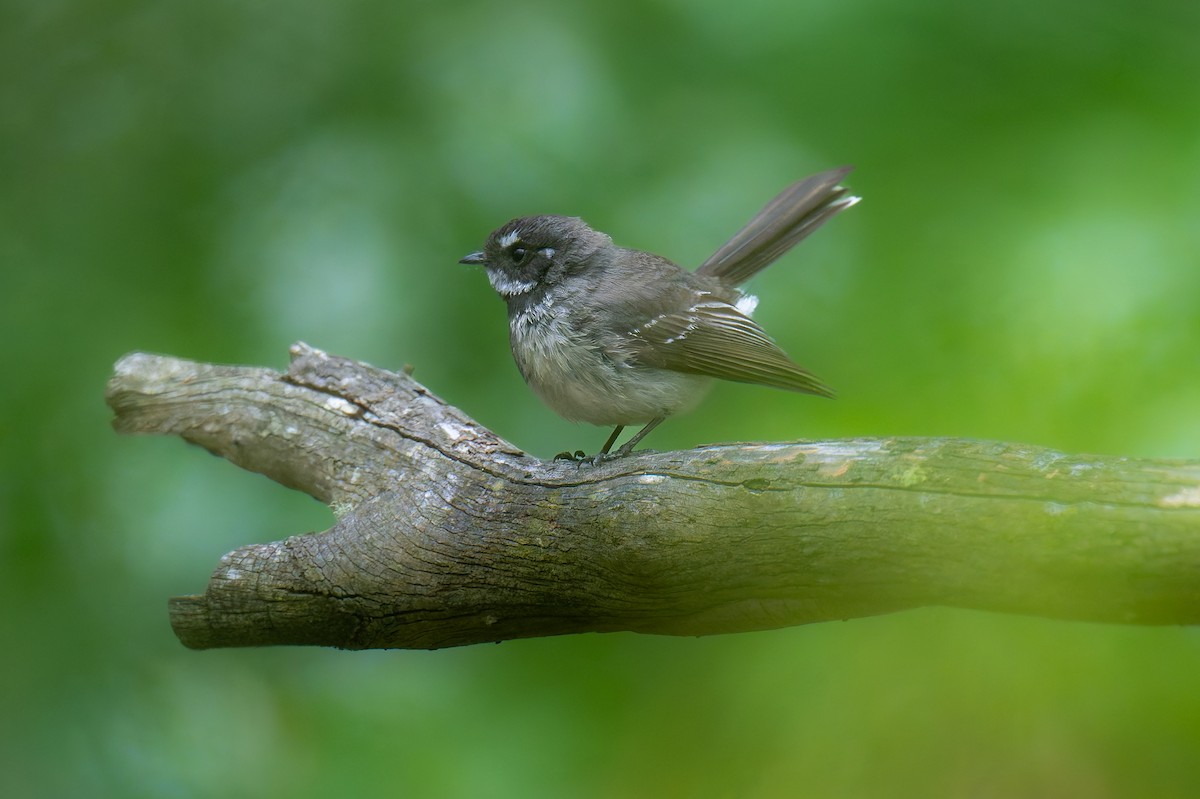 Gray Fantail - ML644597769