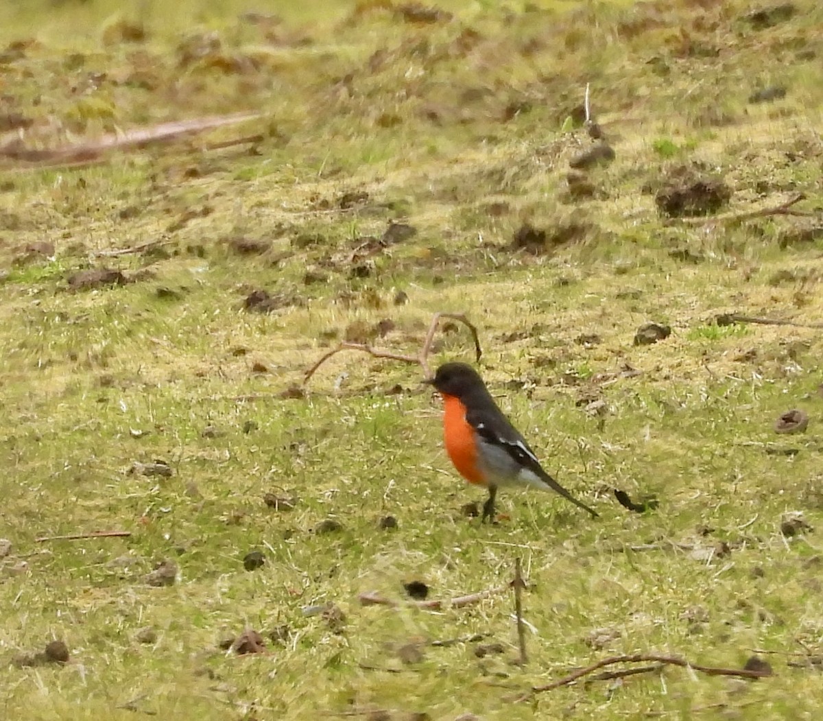 lejsčík ohnivý - ML644597770