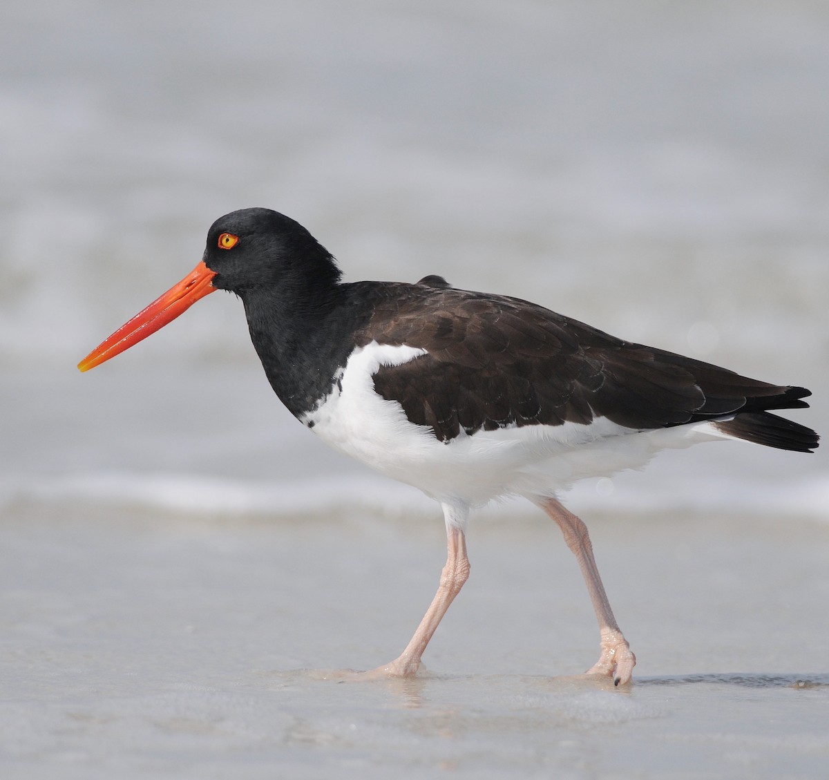 American Oystercatcher - ML644597771
