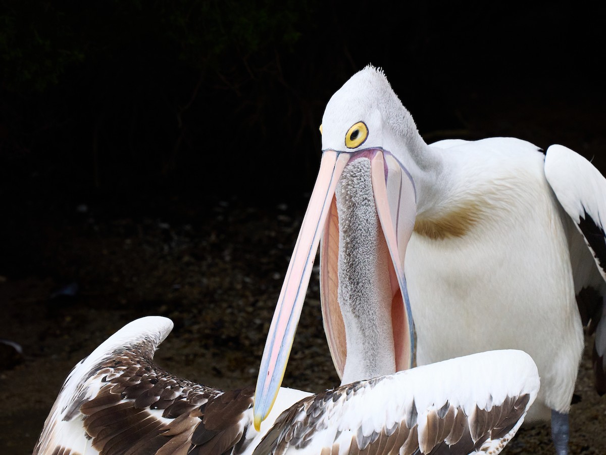 Australian Pelican - ML644597781