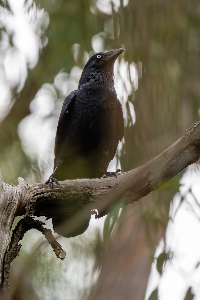 Южноавстралийский ворон - ML644597793