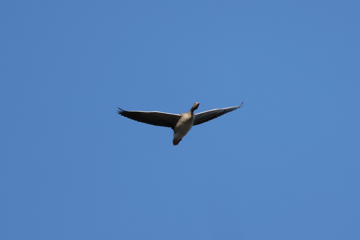 husa velká - ML644597794