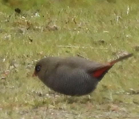 Beautiful Firetail - ML644597797