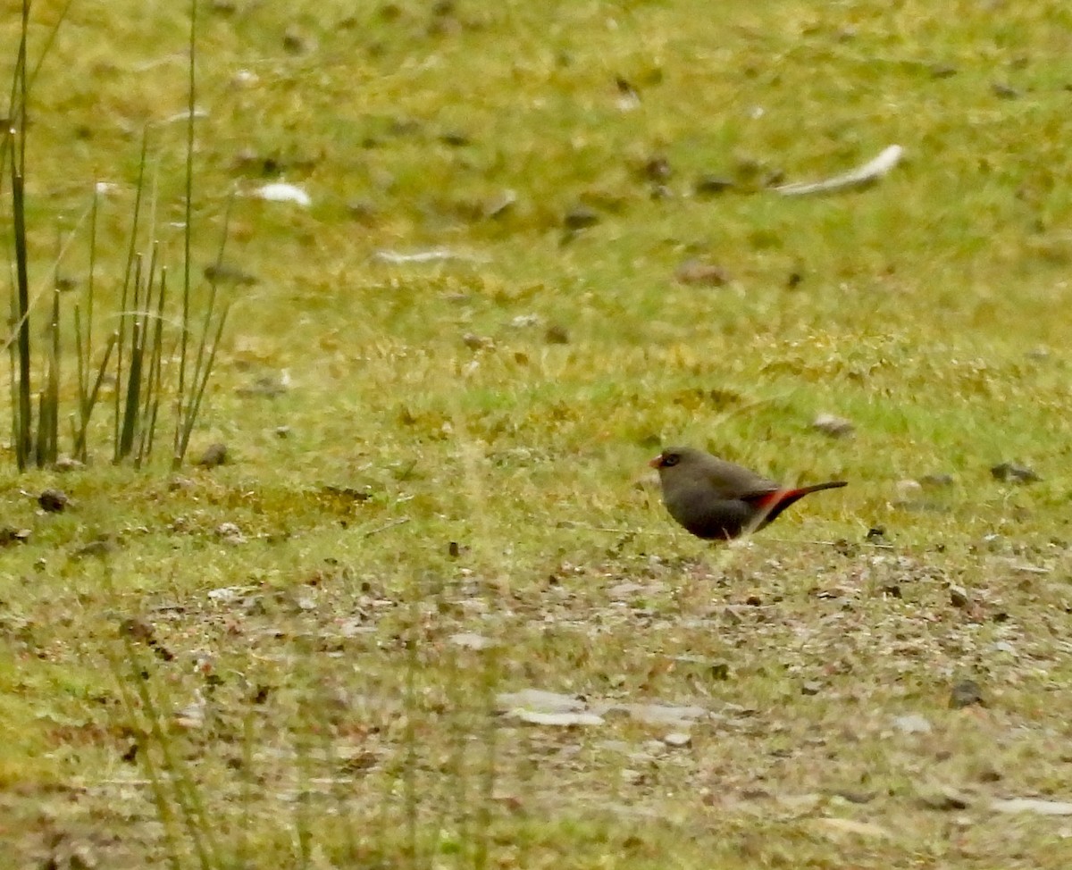 Beautiful Firetail - ML644597798
