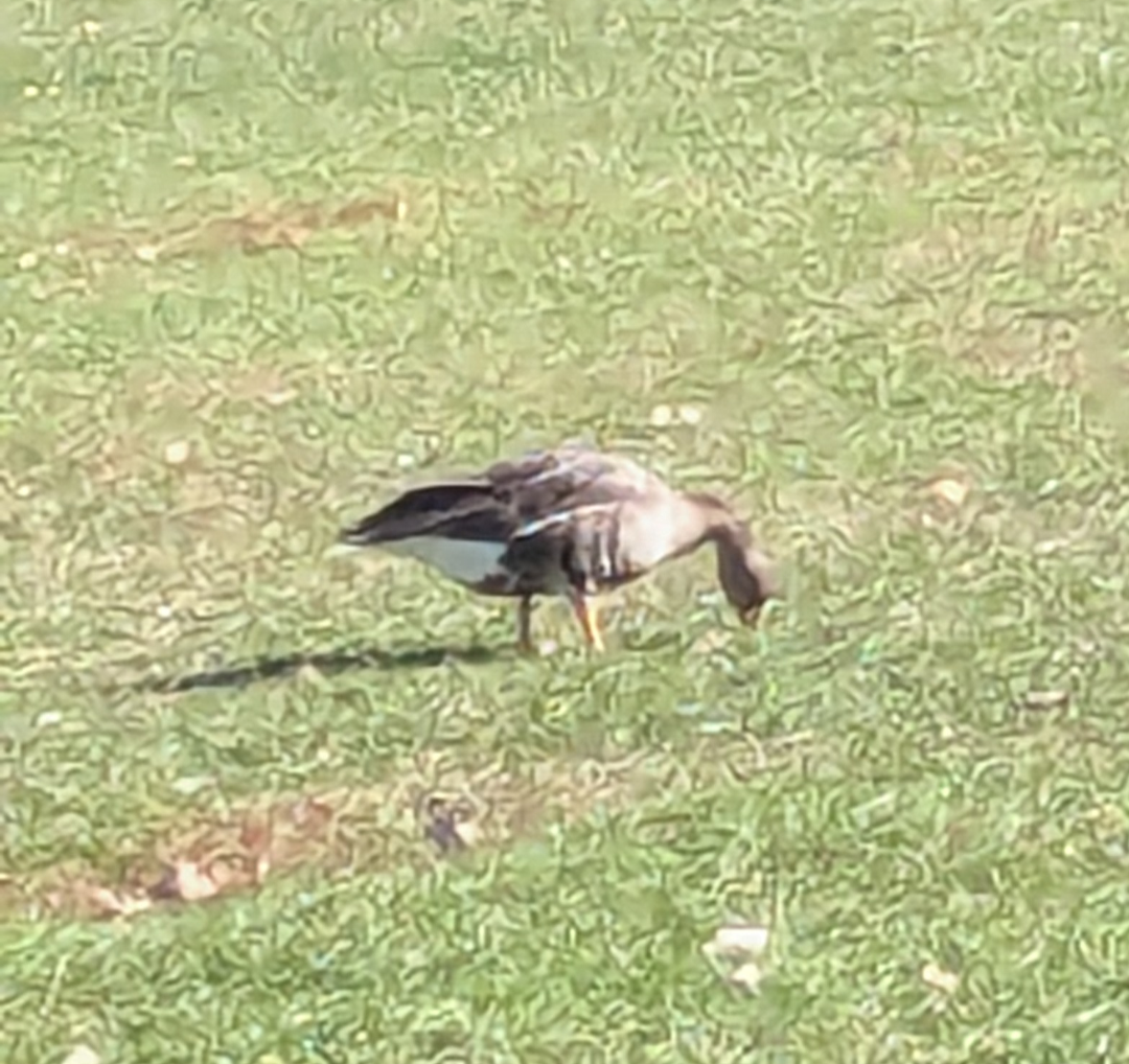 Greater White-fronted Goose - ML644597800