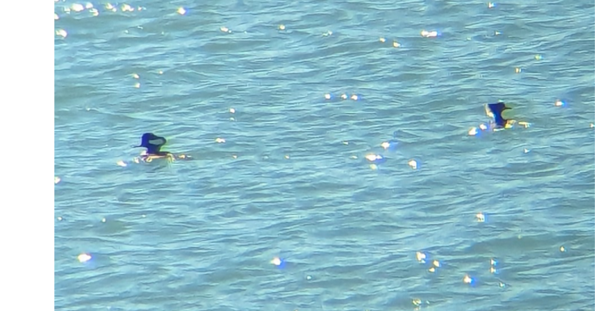 Hooded Merganser - ML644597806