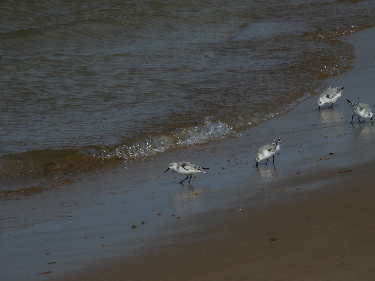 三趾濱鷸 - ML644597808