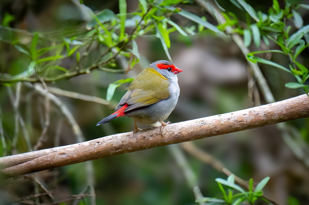 Red-browed Firetail - ML644597817