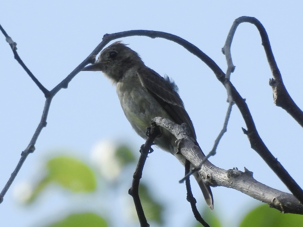 Pioui de l'Ouest - ML644597823