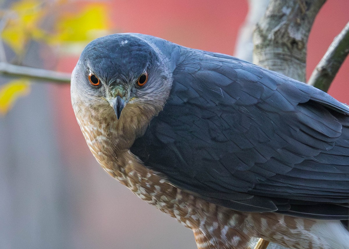 Cooper's Hawk - ML644597826
