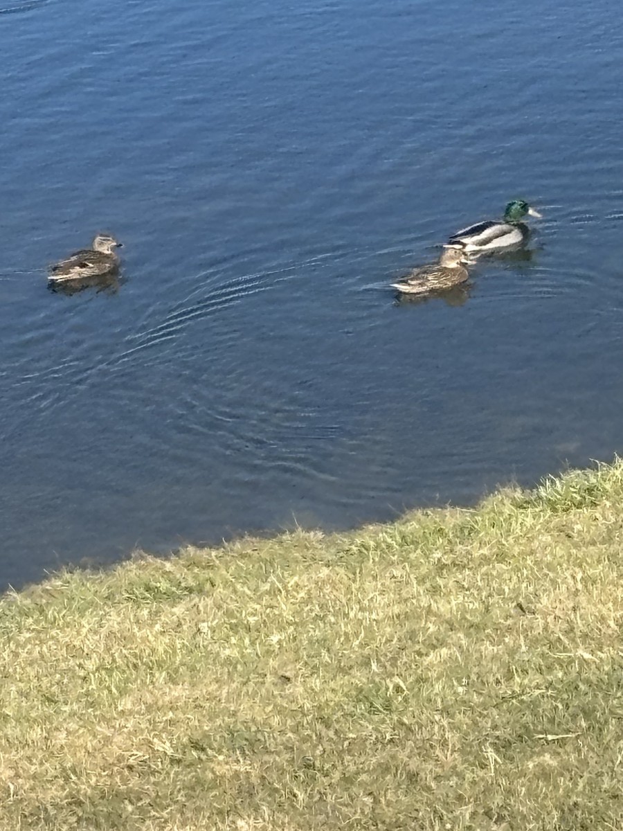 マガモ - ML644597830