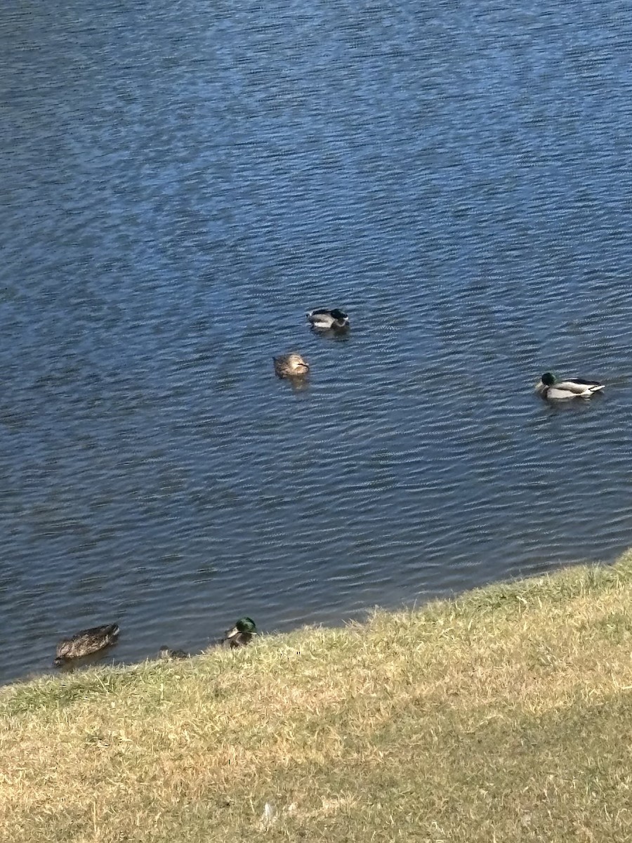 マガモ - ML644597831