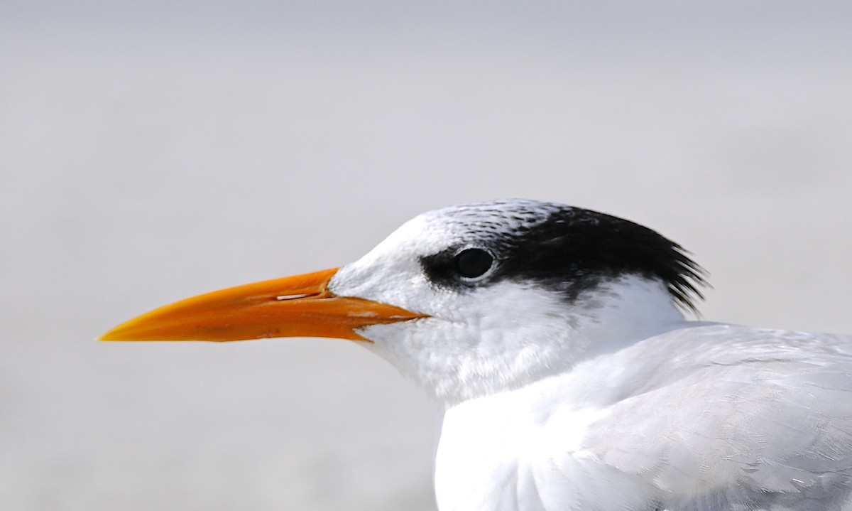 アメリカオオアジサシ - ML644597842