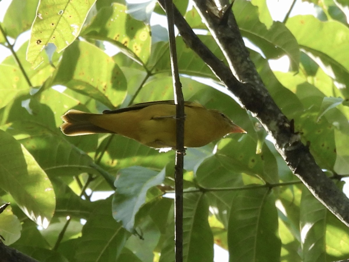 ナツフウキンチョウ - ML644597843