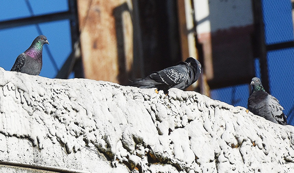 カワラバト（ドバト、家畜型） - ML644597845