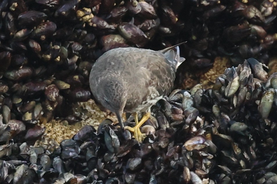 アライソシギ - ML644597847