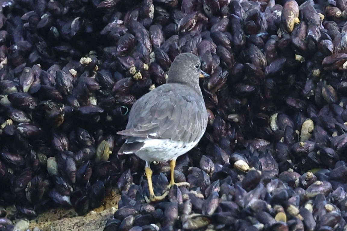 アライソシギ - ML644597848