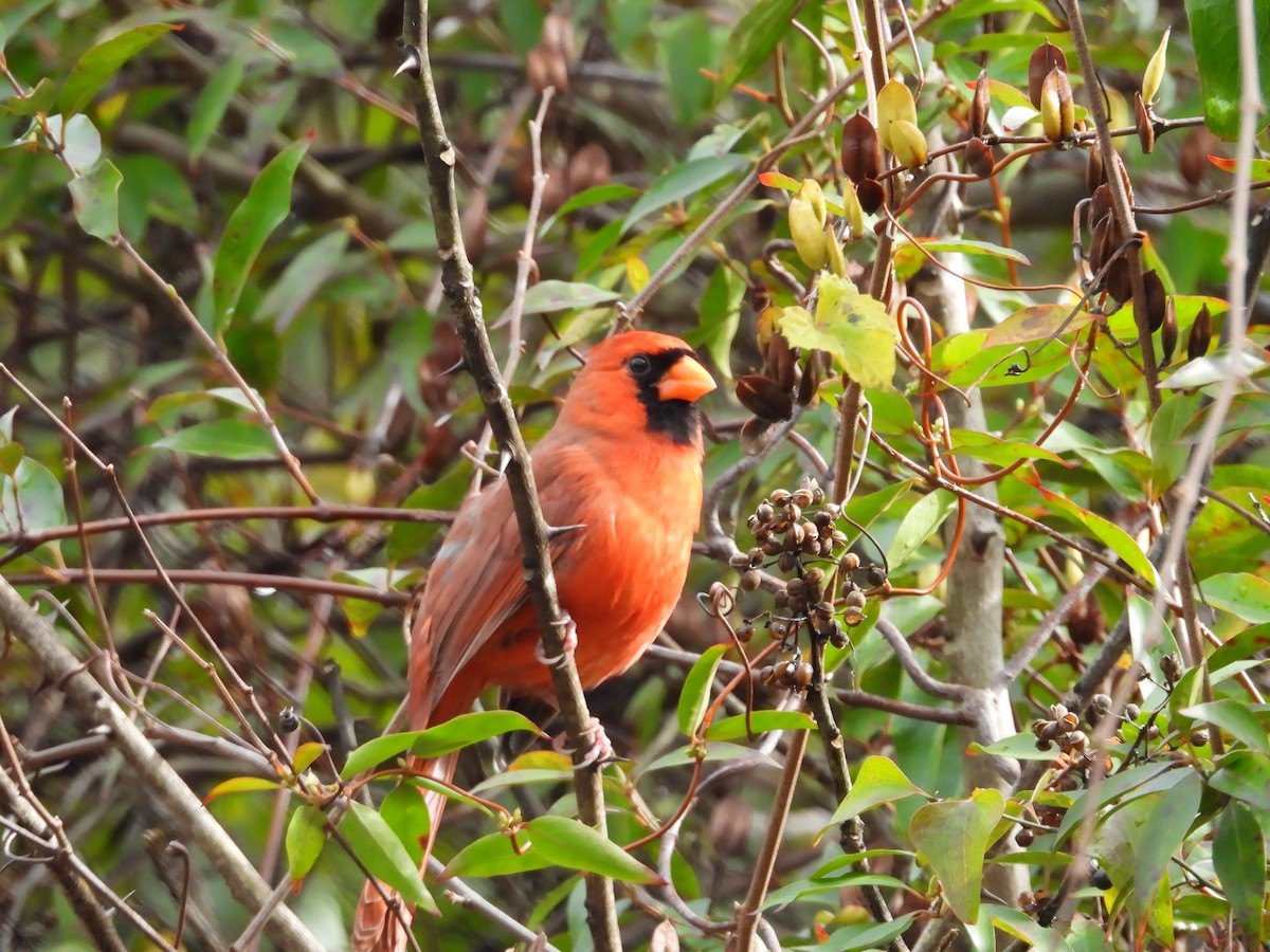 ショウジョウコウカンチョウ - ML644597849