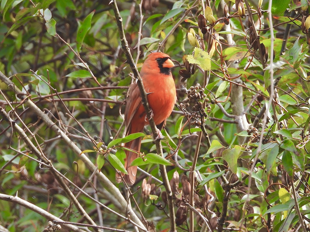 ショウジョウコウカンチョウ - ML644597850