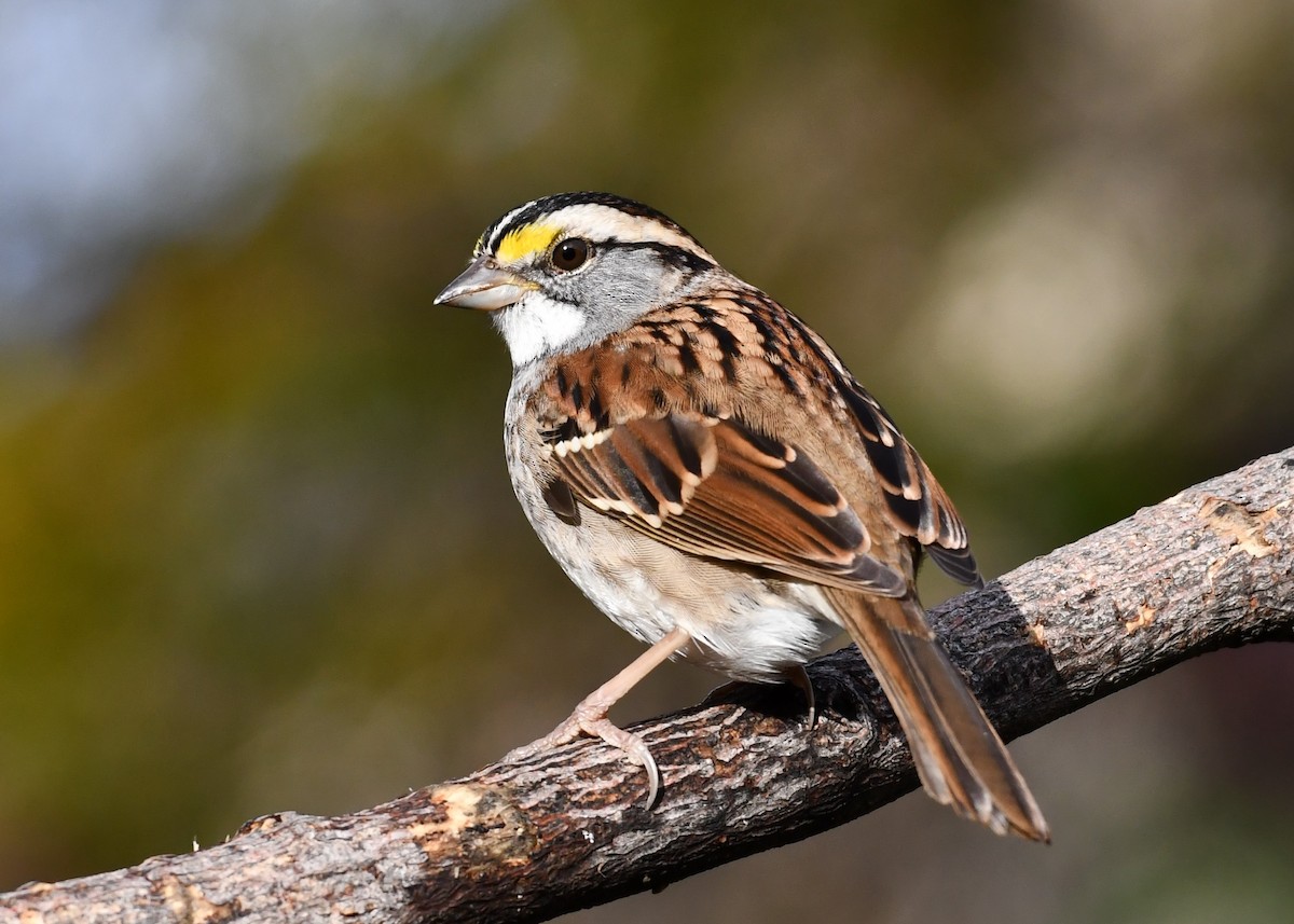 ノドジロシトド - ML644597853