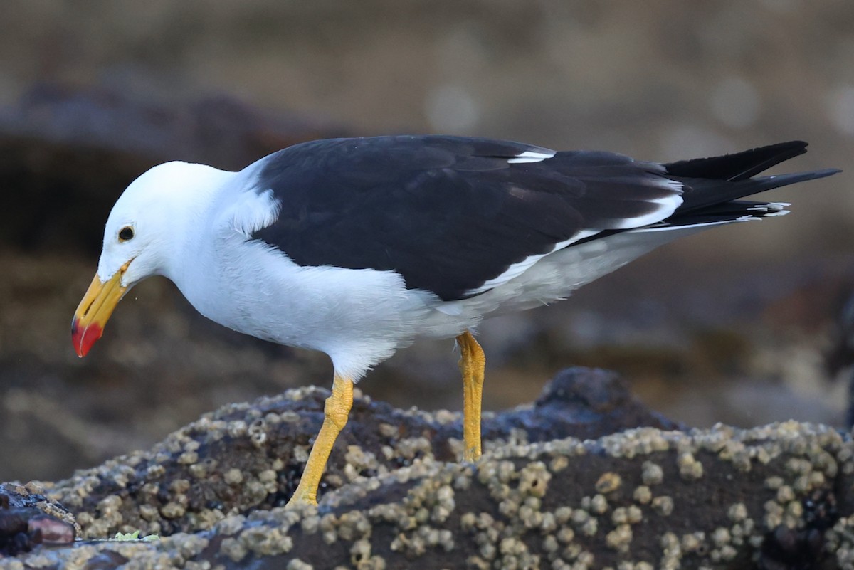 ペルーカモメ - ML644597854