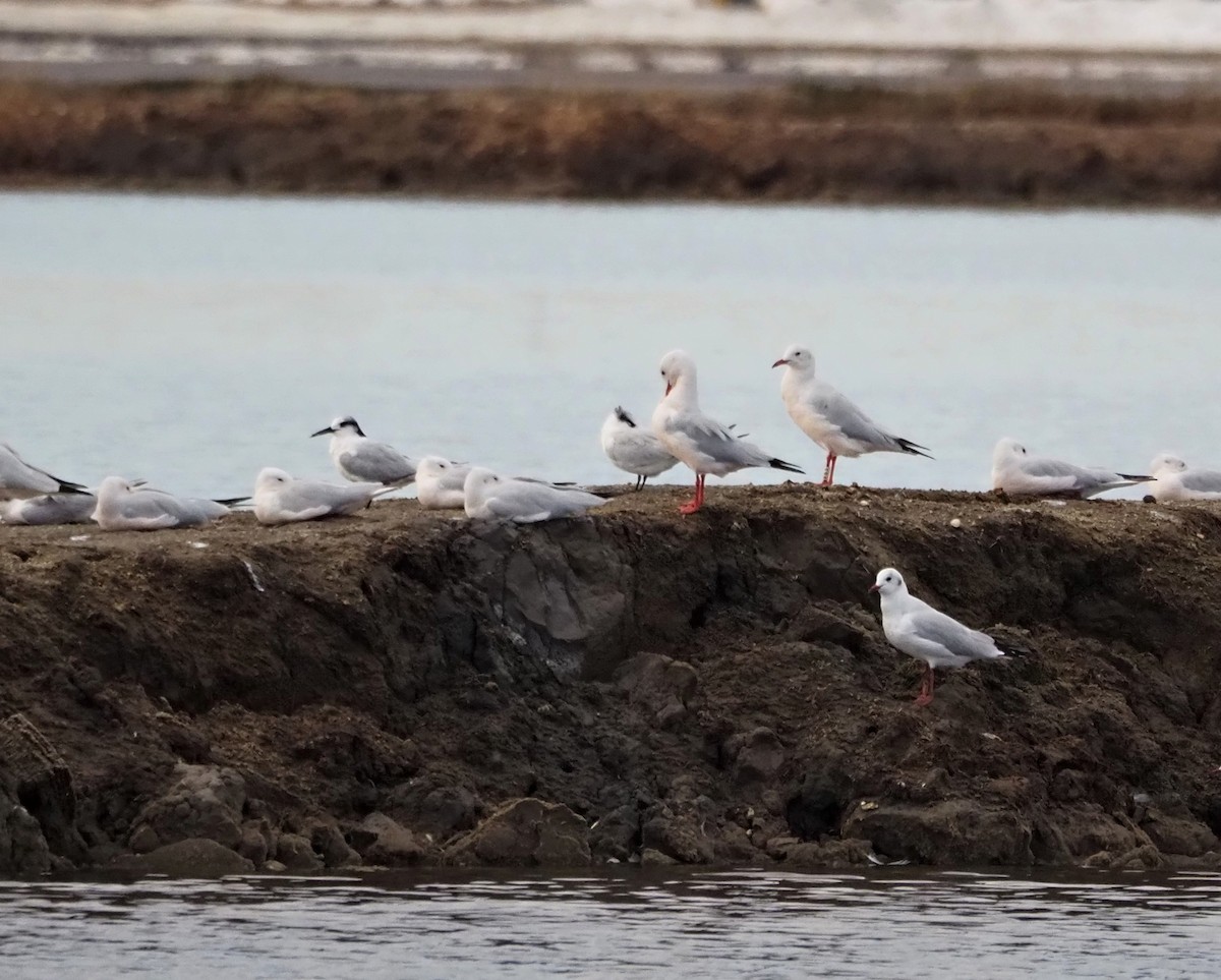 ハシボソカモメ - ML644597855