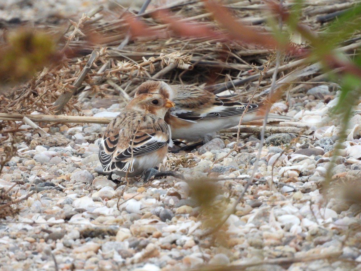 ユキホオジロ - ML644597858