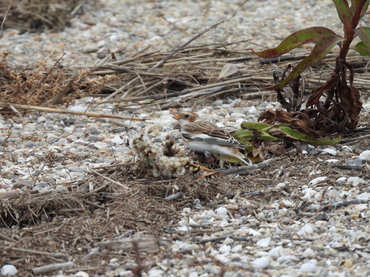 ユキホオジロ - ML644597859