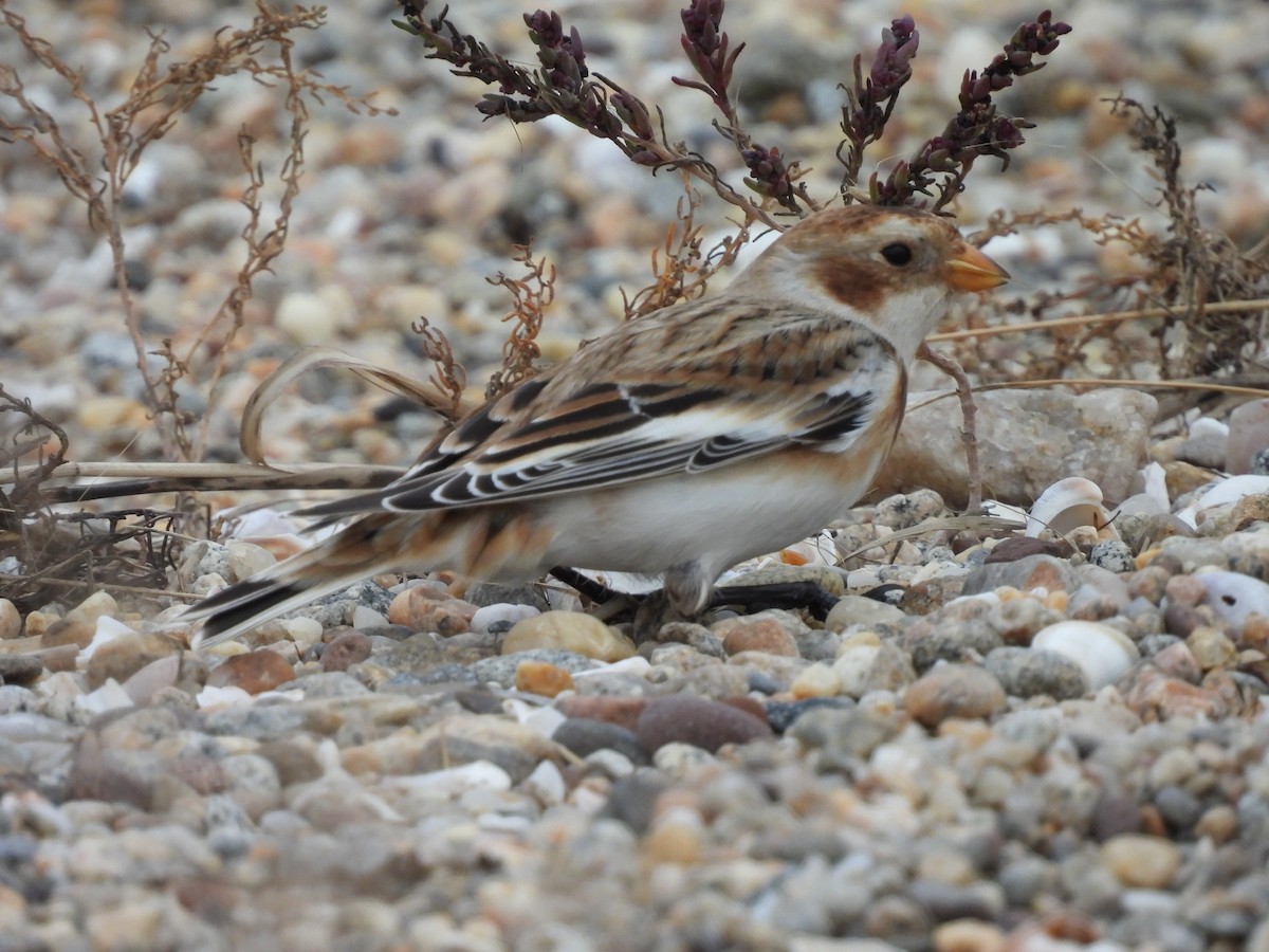 ユキホオジロ - ML644597861