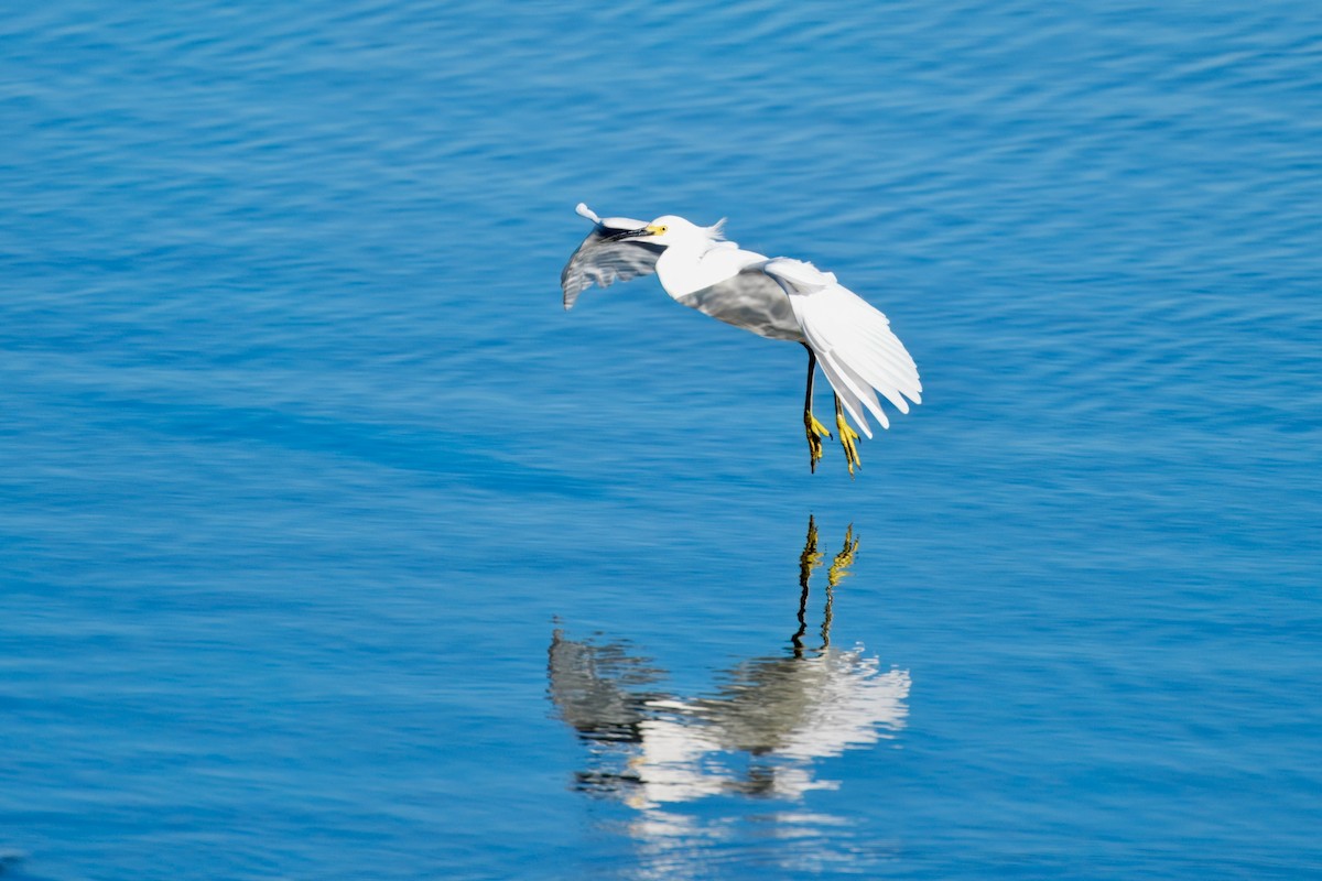 ユキコサギ - ML644597864