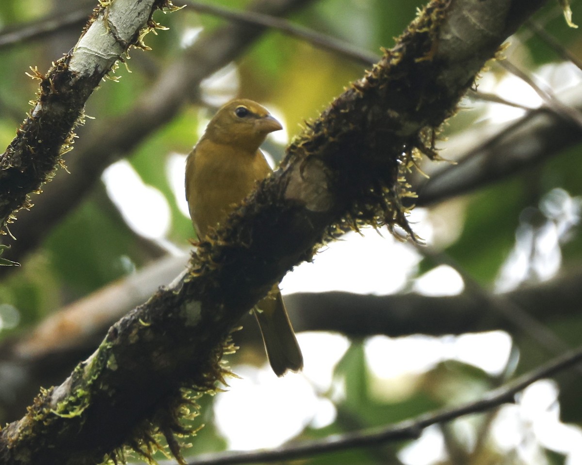 キミドリヤブフウキンチョウ - ML644597865