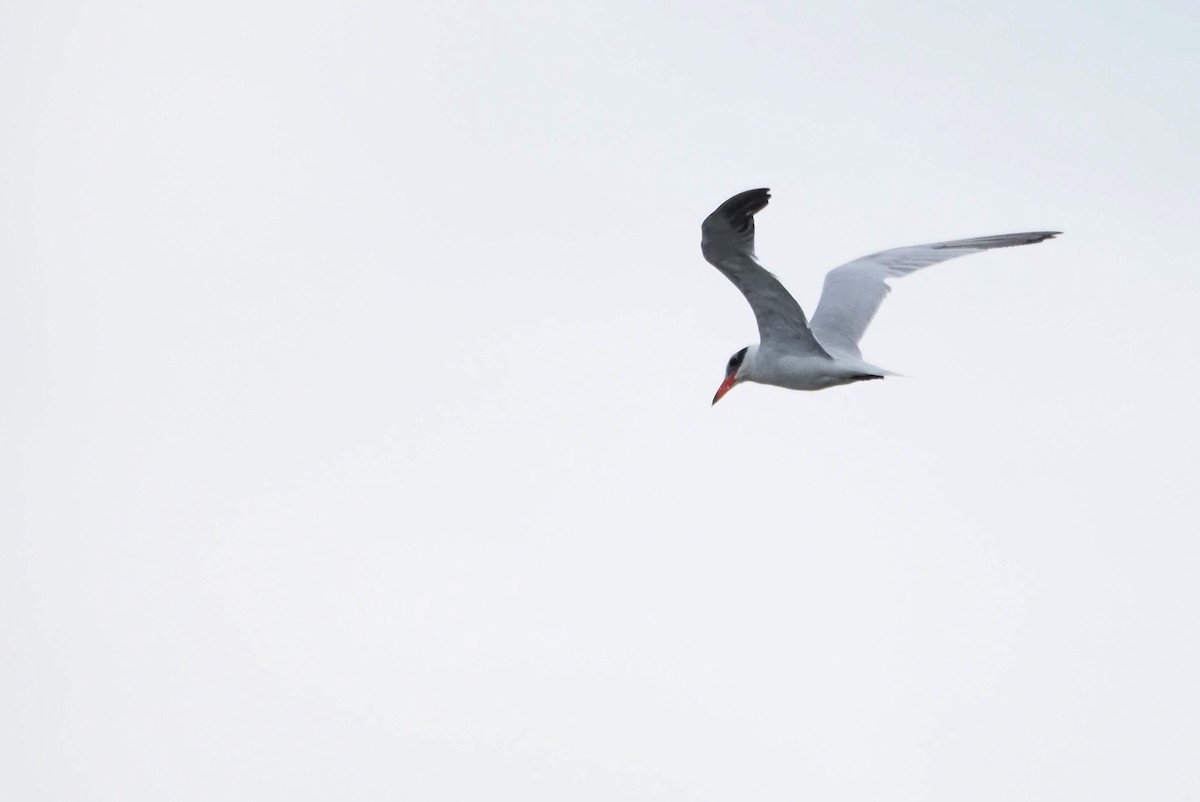 オニアジサシ - ML644597867