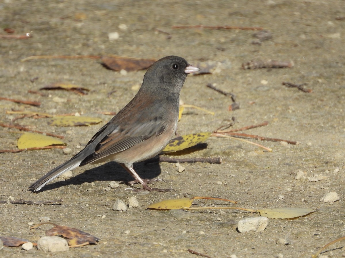 ユキヒメドリ（oreganus グループ） - ML644597869