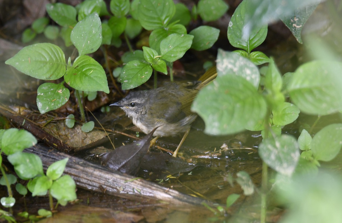 ミズベアメリカムシクイ（rivularis） - ML644597870