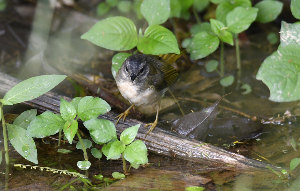 Riverbank Warbler (Southern) - ML644597871