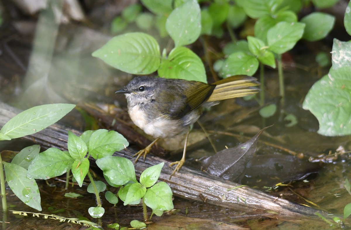 Riverbank Warbler (Southern) - ML644597872