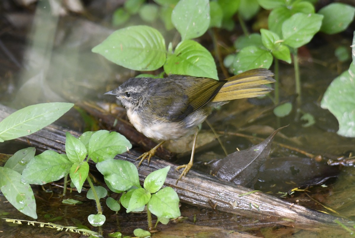 ミズベアメリカムシクイ（rivularis） - ML644597873