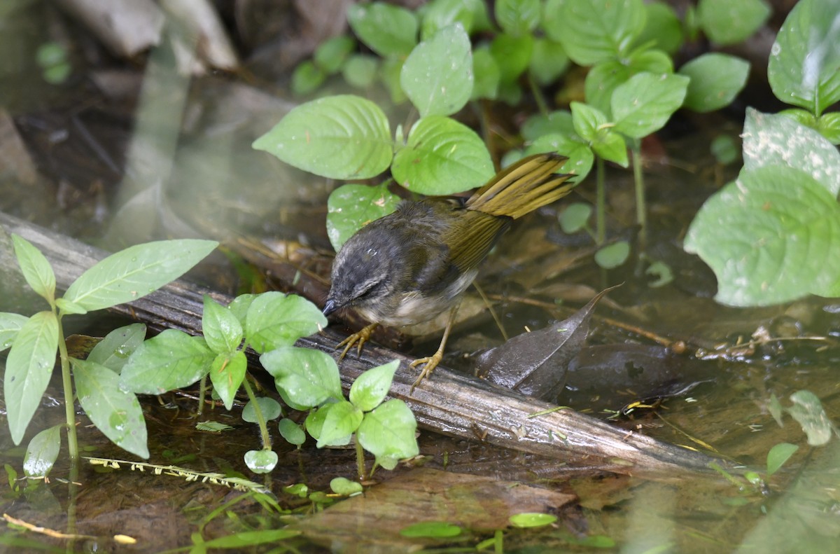 Riverbank Warbler (Southern) - ML644597874