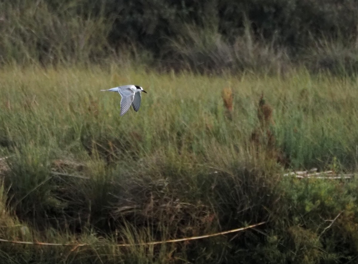 アジサシ - ML644597876