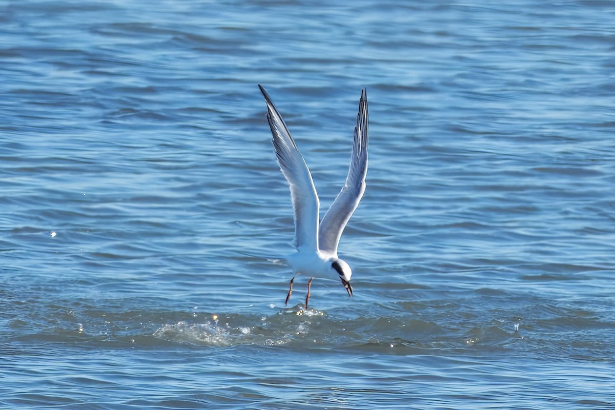 Forster's Tern - ML644597880