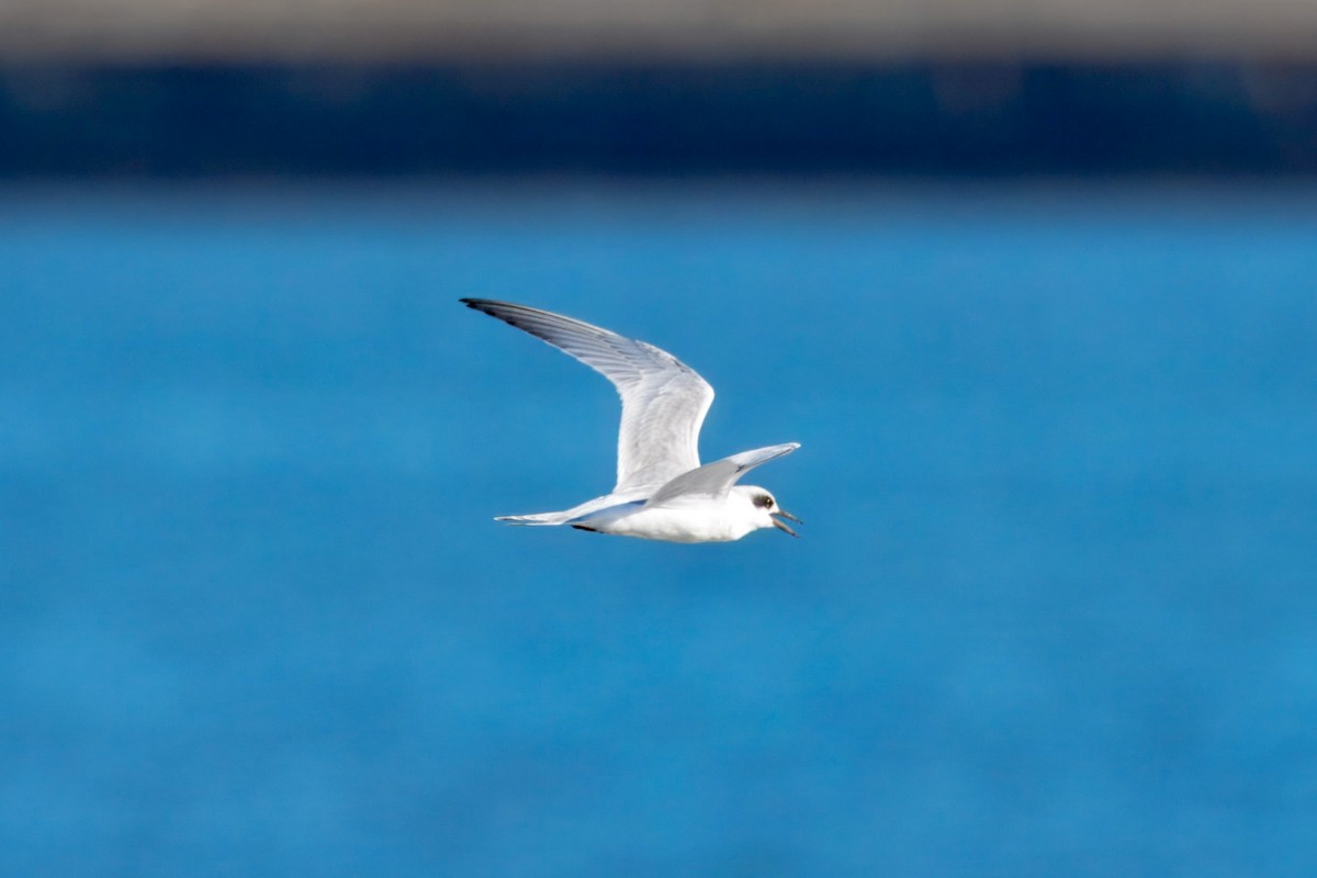Forster's Tern - ML644597881