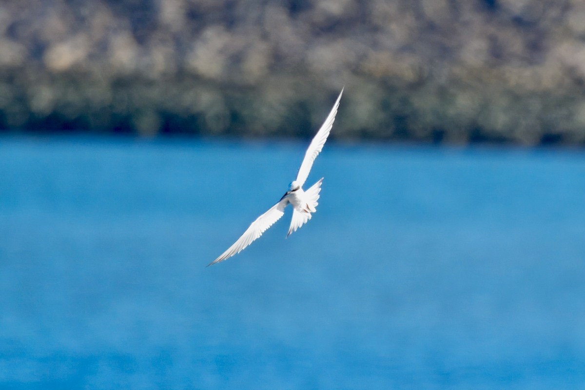 メリケンアジサシ - ML644597882