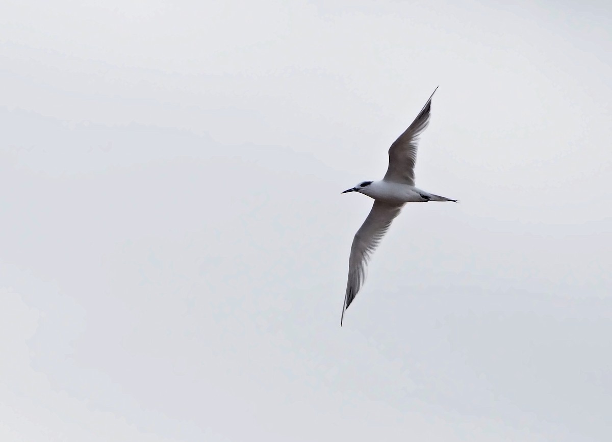 サンドイッチアジサシ - ML644597883