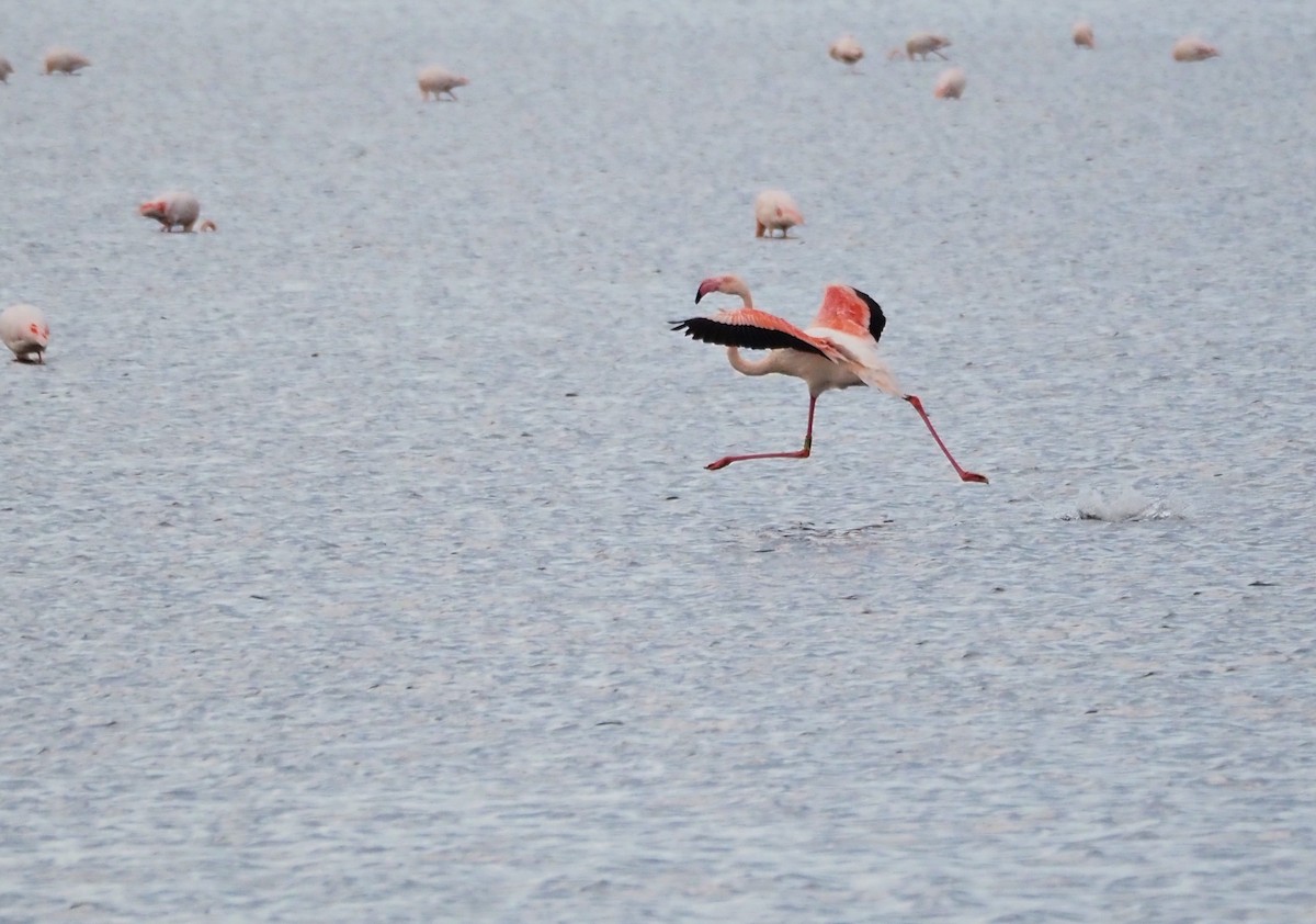 ヨーロッパフラミンゴ - ML644597887