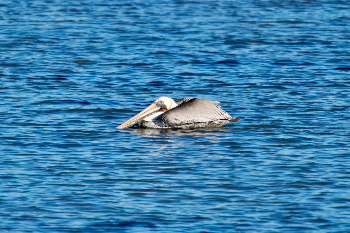 カッショクペリカン - ML644597893